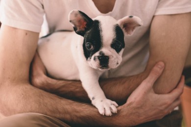 TERRANIMO, la passion des animaux de compagnie